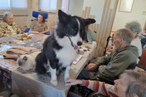 Médiation animale et création : une rencontre pleine de tendresse dans notre EHPAD